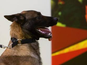 Köpekler Korona tespitinde PCR testi kadar etkili