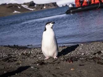 Ölü bulunan penguenin midesinden bakın ne çıktı