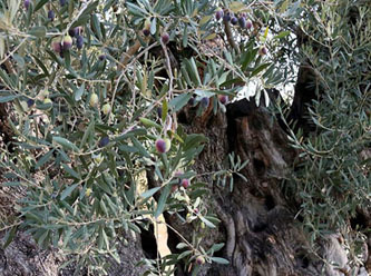 Tam 1204 yaşında… Hâlâ meyve veriyor