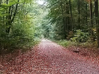 Sonbahar havası neden bu kadar güzel kokuyor?