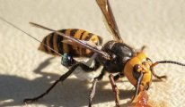 Amerikalı araştırmacılar, dev ‘katil’ eşek arılarının ilk yuvasını bulup ortadan kaldırdı