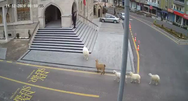 Nevşehir Belediyesi: 1 koyun,1 keçi, 3 kuzu tarafından esir alındık