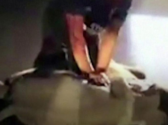 Motorsiklet çarpan yavru fil kalp masajı ile hayata döndü