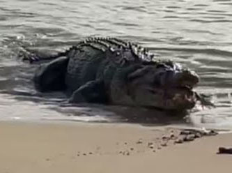 ABD'de yakalanan timsahın midesinden çıkanlar şaşırttı
