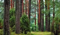 Ormanlarla ilgili yeni düzenleme gündemde