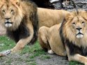 IŞİD'lileri aslanlar yedi