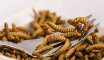 Avrupa'da gıda devrimi: Böcek larvasının kullanımı onaylandı