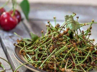 Fazla kiraz sapı çayı karaciğer yetmezliğine yol açıyor