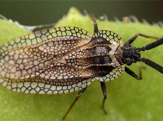 Türkiye’nin 3 şehrinde böcek istilası