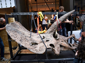 66 milyon yıllık dinozor iskeletine 6,6 milyon Euro