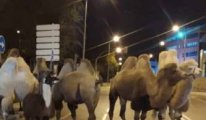 Sirkten büyük firar: 8 deve sokakta dolaşırken bulundu