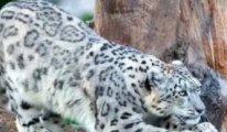 ABD’de 3 kar leoparı Covid-19’dan öldü