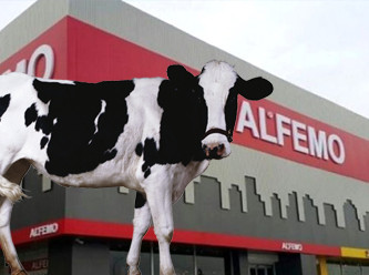 TMSF, iktidarın çöktüğü inekleri de satışa çıkardı