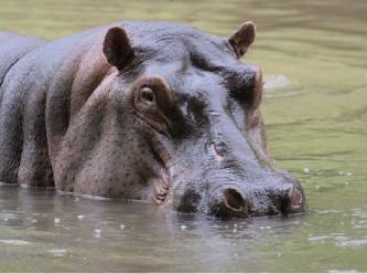 Dünyada bir ilk: İki su aygırı Covid'e yakalandı