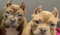 Sosyal medya modası diye köpeklerin kulaklarını kesiyorlar
