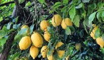 Çiftçi perişan: 450 bin ton limonu bedavaya alan yok!