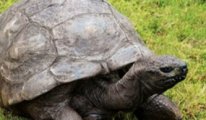 Dünyanın en yaşlı kaplumbağası Jonathan 190 yaşında