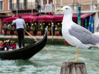 Venedik'teki otelcilerin martılarla başı dertte
