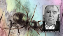 [Abdullah Aymaz] Karıncalar ve kanser tedavisi