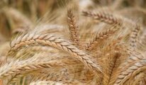 Tahıl sektörü, dünya çapında ‘kırmızı alarm’ veriyor