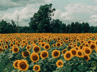 Ham ayçiçeği yağı ithalatıyla ilgili yeni karar