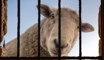 Şanlıurfa’da 17 koyun gözaltına alındı!