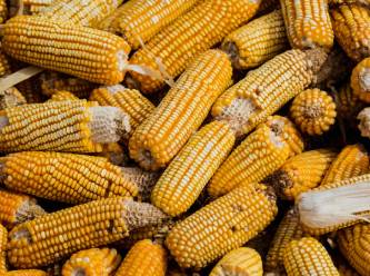 Mısır fiyatıyla ilgili yeni açıklama