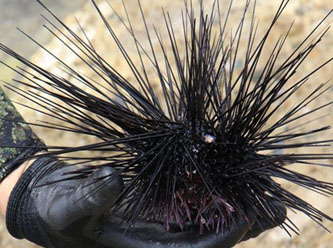 Akdeniz'de yalın ayak denize girmek hayal oldu