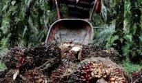 Endonezya, palm yağına lokal satış zorunluluğu getiriyor