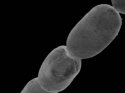 Bilimadamları şaşkın: İşte dünyanın en büyük bakterisi