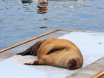 Oslo’nun 600 kiloluk ‘yazlıkçı’sı şehirde kalıyor