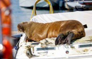 Norveç'in ünlü deniz aygırı Freya öldürüldü