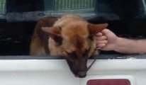 Bekçiyi ısıran köpeğe 2 gün gözaltı cezası