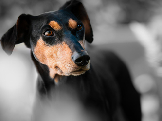 Tartışılan 'Havrita'ya mahkemeden erişim engeli