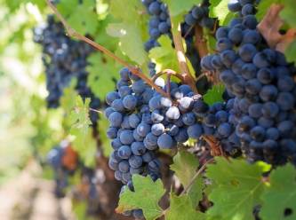 Üzüm üreticisi AKP yönetimine böyle seslendi