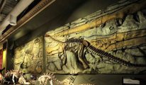 120 milyon yılllık dinozorun midesinden son yemeği çıktı
