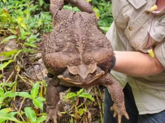 İşte dünyanın en büyük kara kurbağası