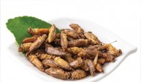 AB'de cırcır böceği tozu yeni gıdalar arasında