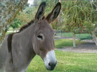 Onbinlerce eşek, o ilaç için öldürülüyor