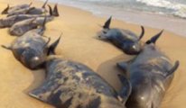 Akdeniz'deki balinalar Maraş depremi yüzünden mi karaya vuruyor