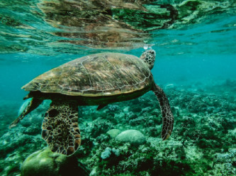 'Açık denizlerin korunması anlaşması' neden tarihi öneme sahip?