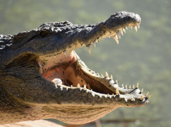 Timsahına tasma takıp İstanbul sokaklarında gezdirdi