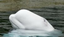 'Rus casus balina' bu kez İsveç kıyılarında görüldü
