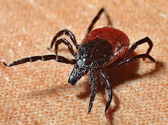 Uzmanlar uyarıyor! Türkiye’de ilk kez görülen kene türü salgın riskini artırıyor