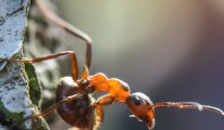 İstilacı karıncalar Avrupa'yı ele geçiriyor
