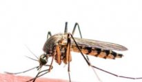Şimdi de 'Asya Kaplanı' sivrisineği tehlikesi