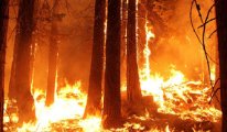Batı Avustralya'da süren orman yangınları nedeniyle çok sayıda kişi tahliye edildi