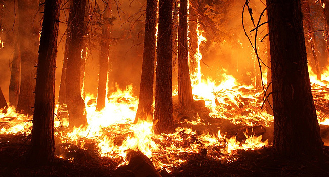 Yunanistan'da orman yangını alarmı