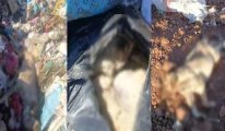Diyarbakır'da vahşet: Çöp depolama alanında onlarca ölü köpek bulundu