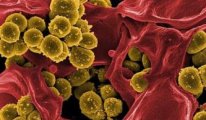İnsan kanıyla beslenen 'vampir bakteri' keşfedildi